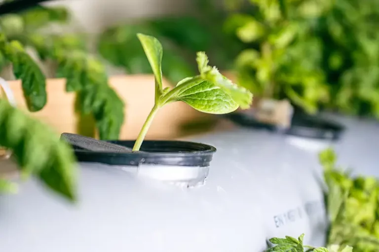 9 Reasons Hydroponic Plants Are Growing Slow