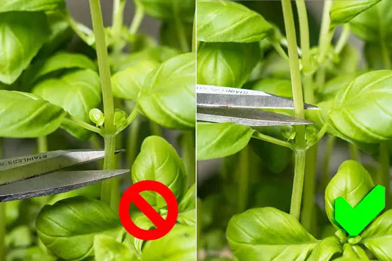 How to Prune Basil for Maximum Growth