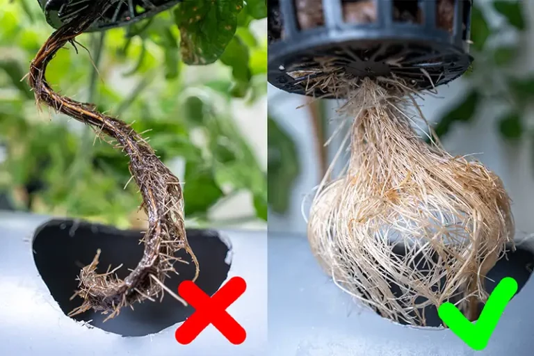 Healthy Hydroponic Roots – Prevent Root Rot