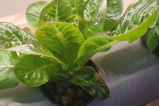 14 Easiest Hydroponic Plants to Grow