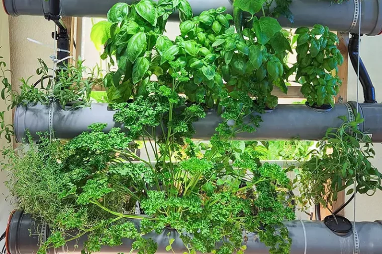 The Ultimate Guide to Growing Fresh Seasonings with Hydroponics