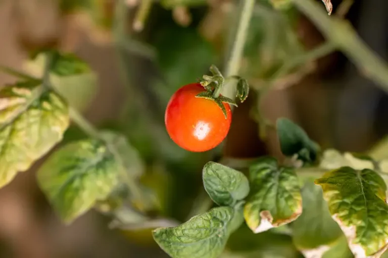 Do Hydroponically Grown Crops Taste Different?