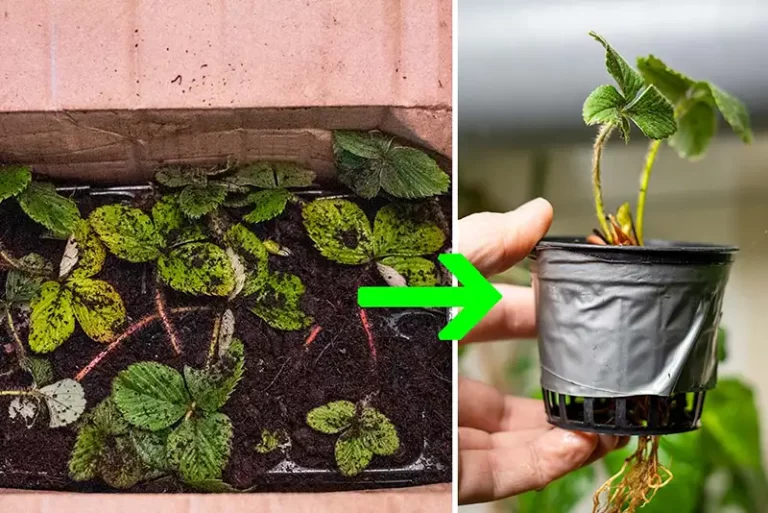 From Soil to Hydroponic: Optimize Plant Growth