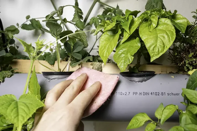 Cleaning Your Hydroponic System: The Key to Healthy Plants