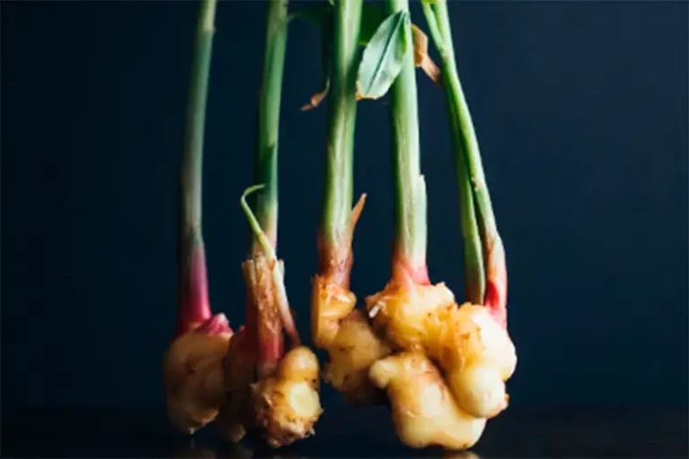 Growing Ginger with Hydroponics: A Beginner’s Guide