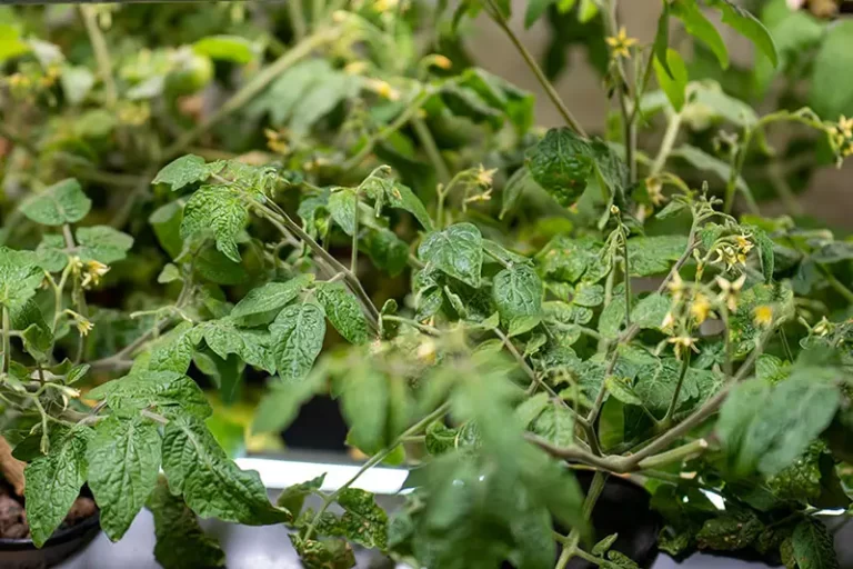 Pruning Hydroponics Plants (Why and How)
