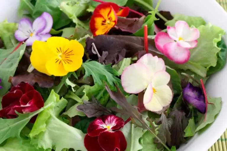 Hydroponic Edible Flowers: A Colorful and Delicious Harvest