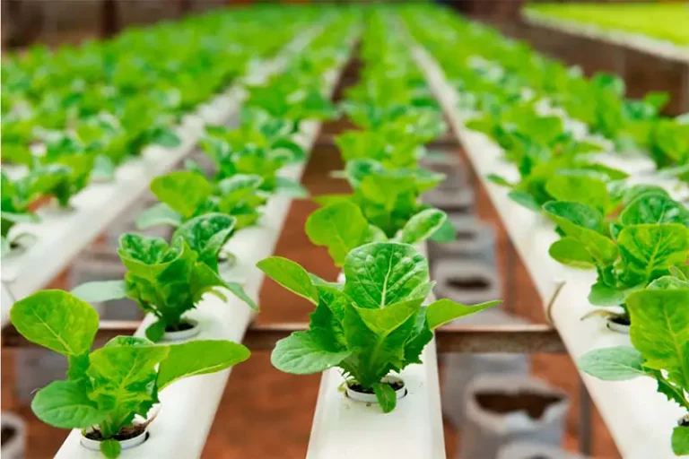 Hydroponics in Urban Agriculture: Uncovering the Benefits