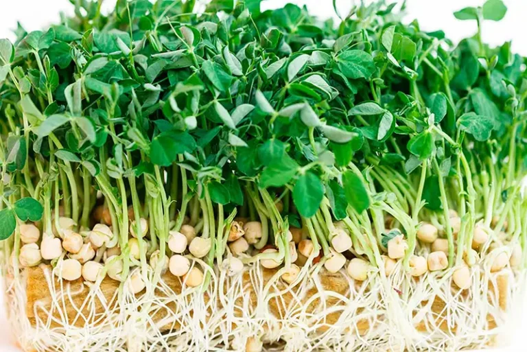 Growing Chickpeas Hydroponically