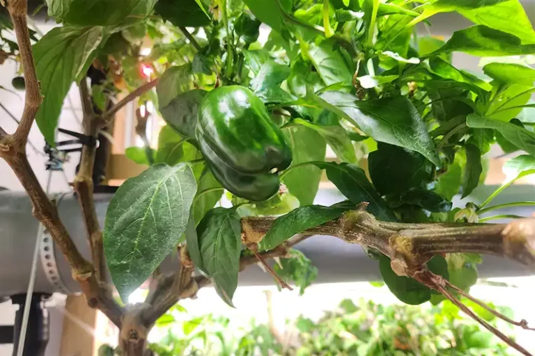 Growing Peppers Hydroponically: A Beginner’s Guide