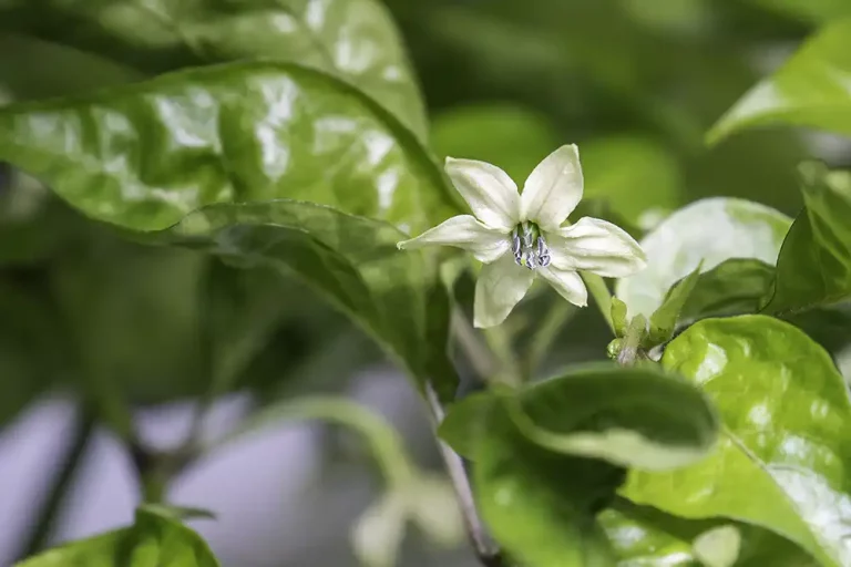 How To Manually Pollinate Pepper Plants