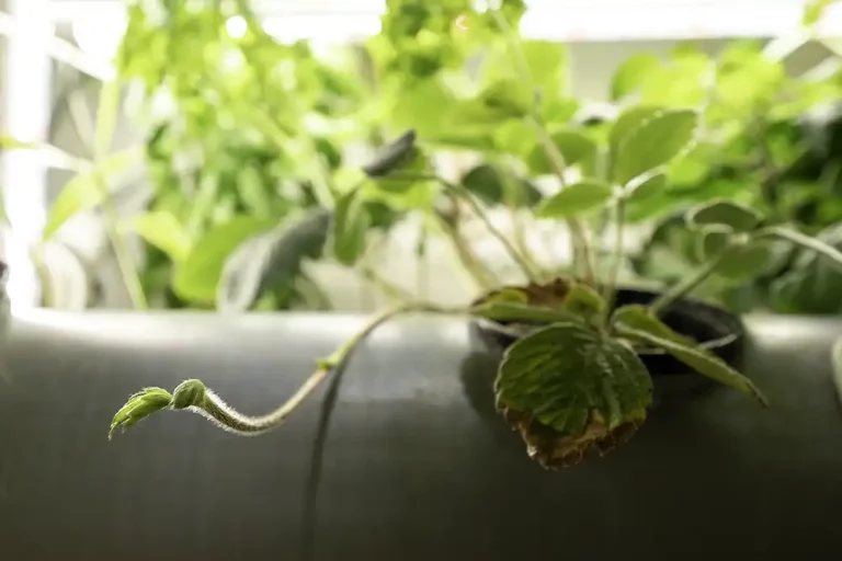 Boost Yield: Clone Hydroponic Strawberries with Runners