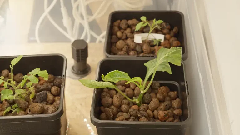 How To Build an Ebb and Flow Hydroponics System