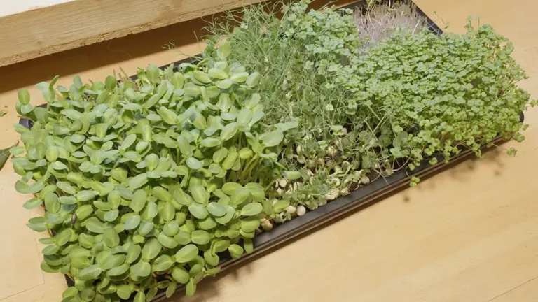 What Are The Different Types of Microgreens You Can Grow? Exploring the Tasty Greens at Home