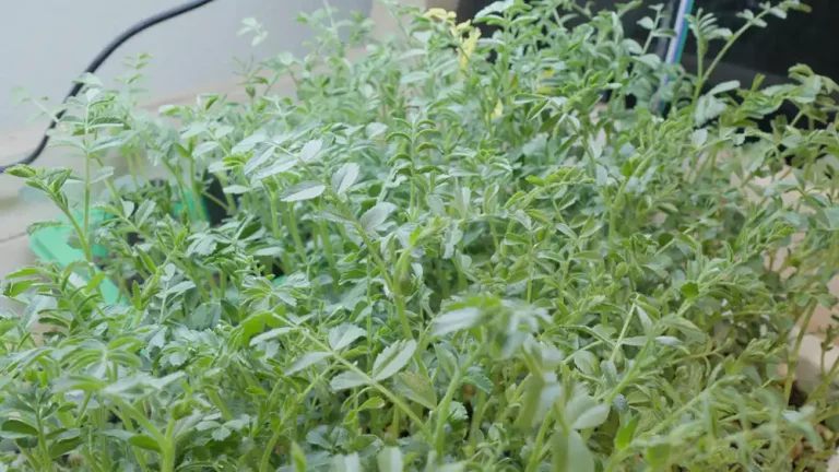 How to Grow Nutritious Microgreen Chickpeas at Home