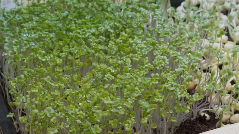 Top 5 Microgreens to Grow for Beginners: Easy and Nutritious Options