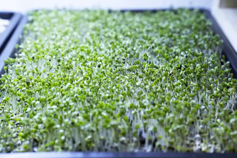 Microgreens: The Homegrown Secret to a Nutrient-Rich Diet