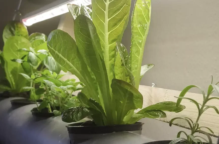 The Comprehensive Beginners Guide to Hydroponics Lettuce Growing
