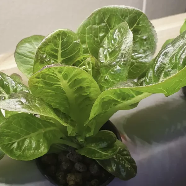 Growing Lettuce at Home Hydroponically