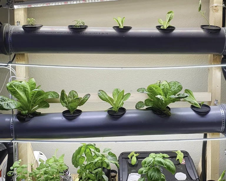Hydroponics System for Growing Lettuce: Setup Guide