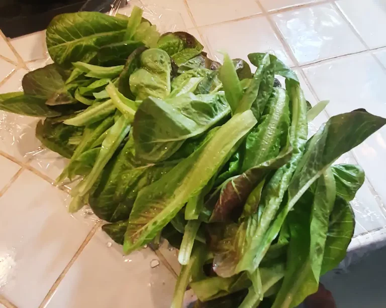 Harvesting and Storing Hydroponics Lettuce